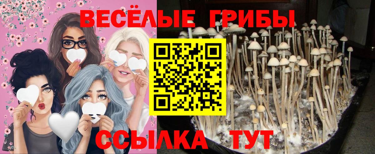 Галлюциногенные грибы Cubensis Салават